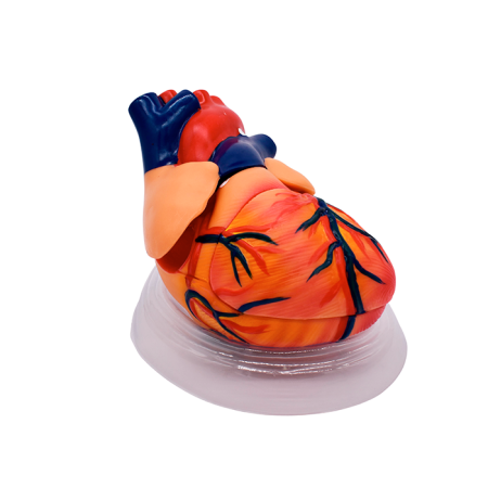 Модель «Сердце человека» (демонстрационная)